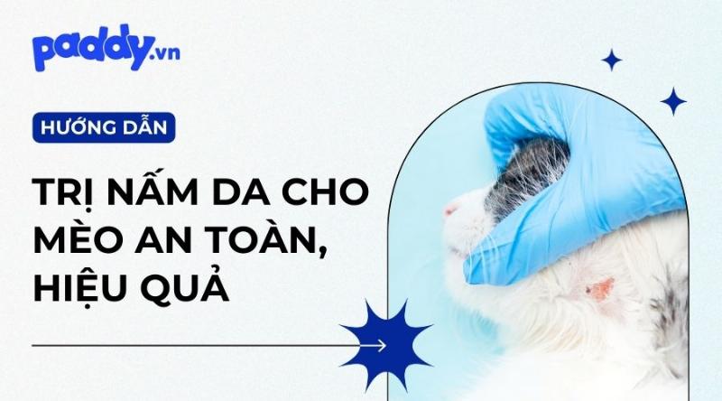 Mèo bị nấm da rụng lông