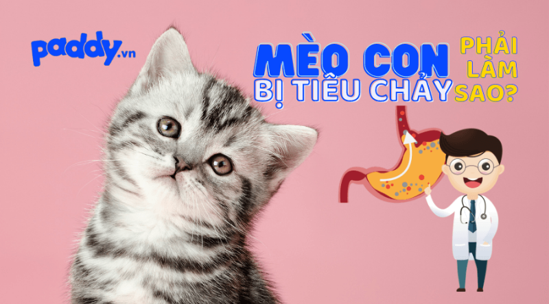 Mèo bị tiêu chảy