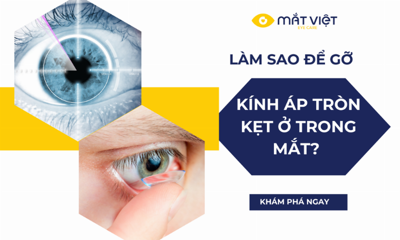 Mèo có chịu được nóng không trong điều kiện thời tiết khắc nghiệt?