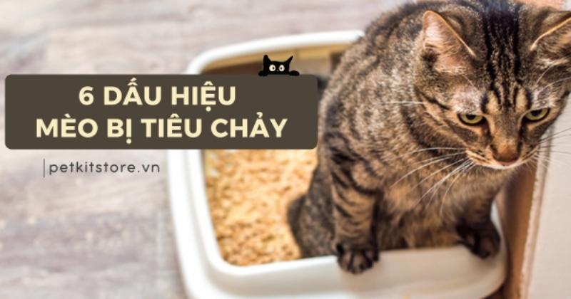 Mèo Con Bị Tiêu Chảy: Dấu Hiệu