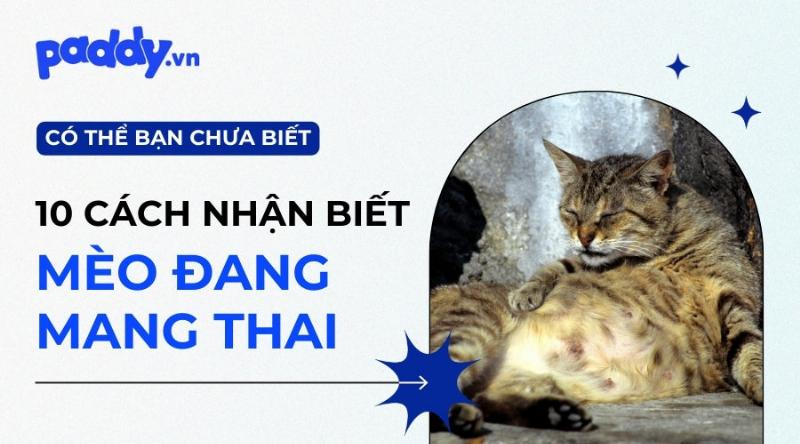 Mèo Đang Mang Thai: Dấu Hiệu Nhận Biết