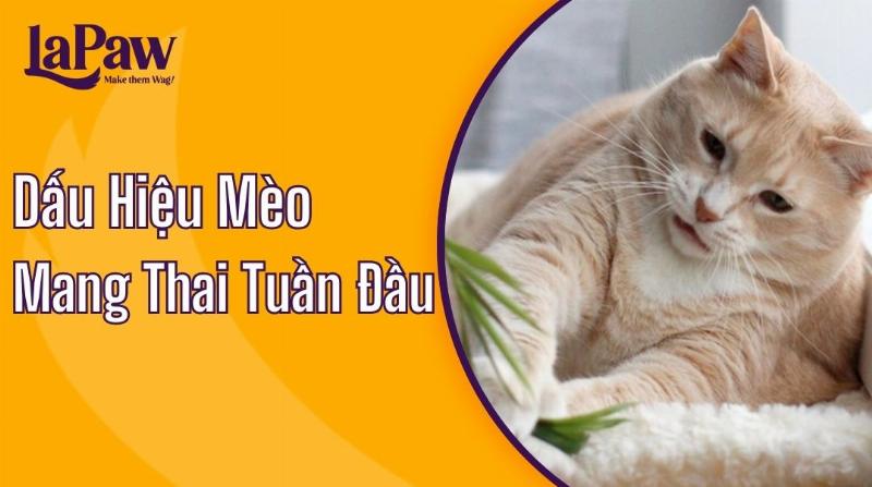 Mèo Mang Thai Tuần Đầu