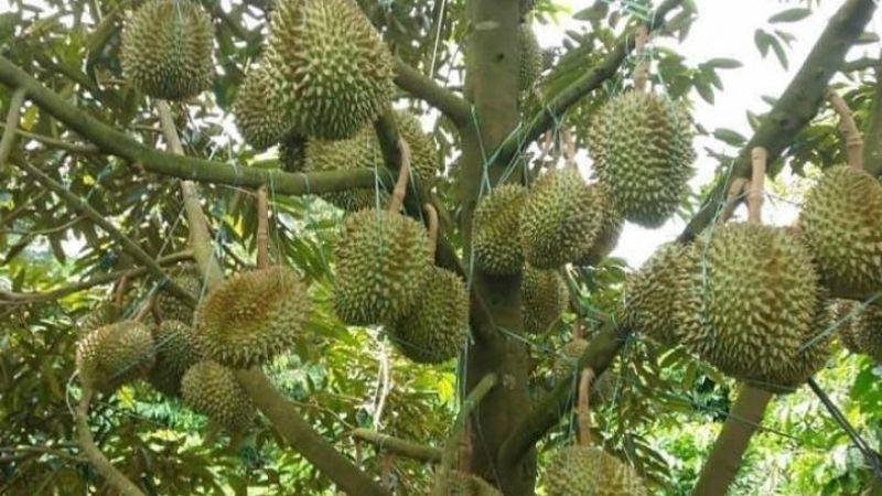 Mẹo nhỏ khi mua sầu riêng Musang King