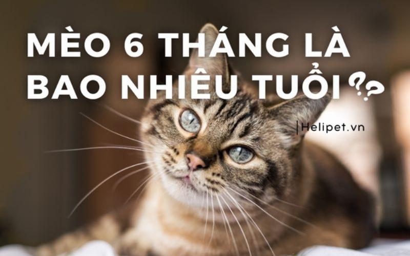 Mèo thiến 4-6 tháng tuổi