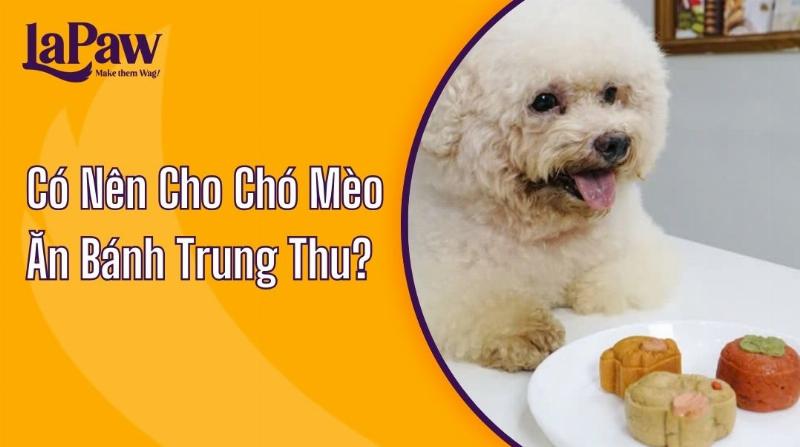 Mèo và bánh trung thu