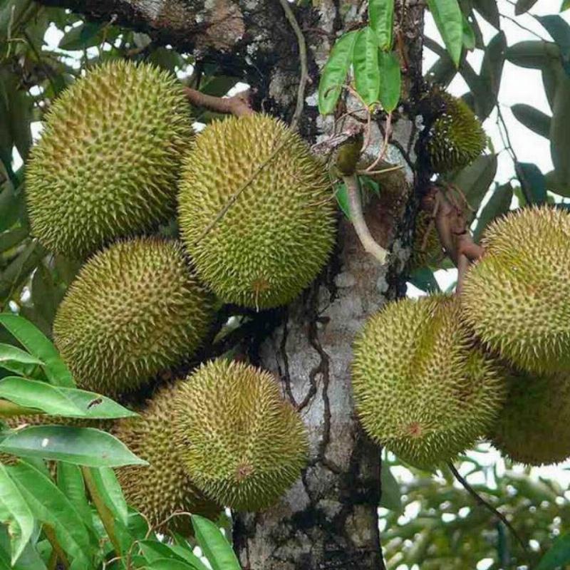 Mua sầu riêng Musang King trên Shopee