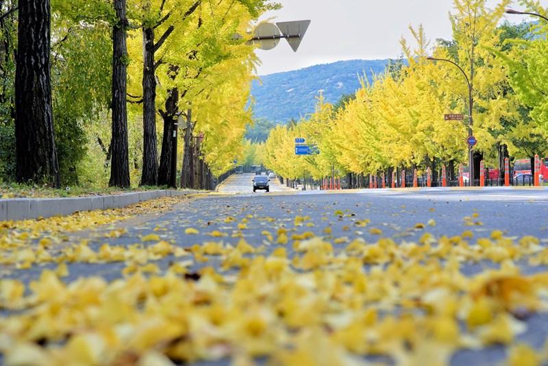 Mùa thu vàng lãng mạn qua ống kính