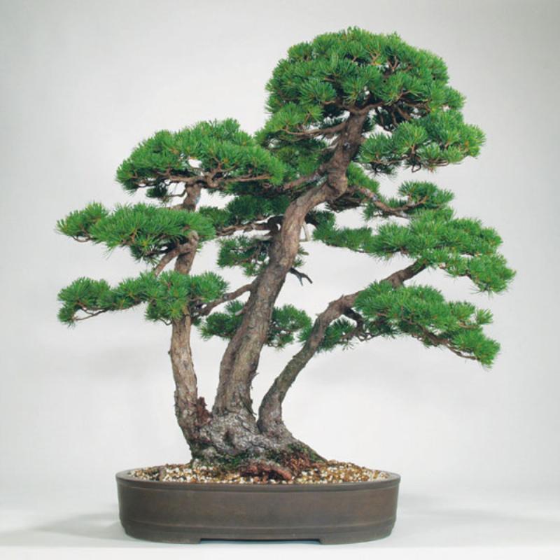 Hình ảnh cây ngũ gia bì được tạo dáng bonsai, thể hiện sự tinh tế và nghệ thuật