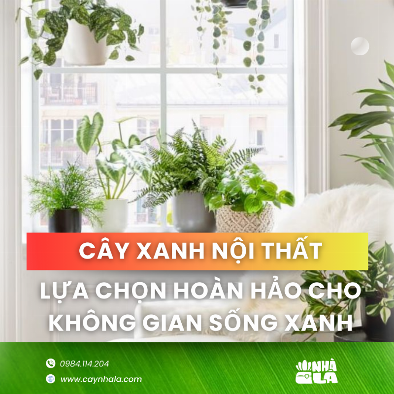 Hình ảnh cây ngũ gia bì trong môi trường tự nhiên, đóng góp vào việc thanh lọc không khí và tạo không gian sống xanh