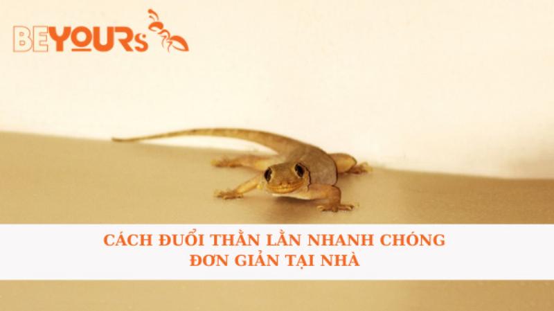 Nhà sạch sẽ không thằn lằn