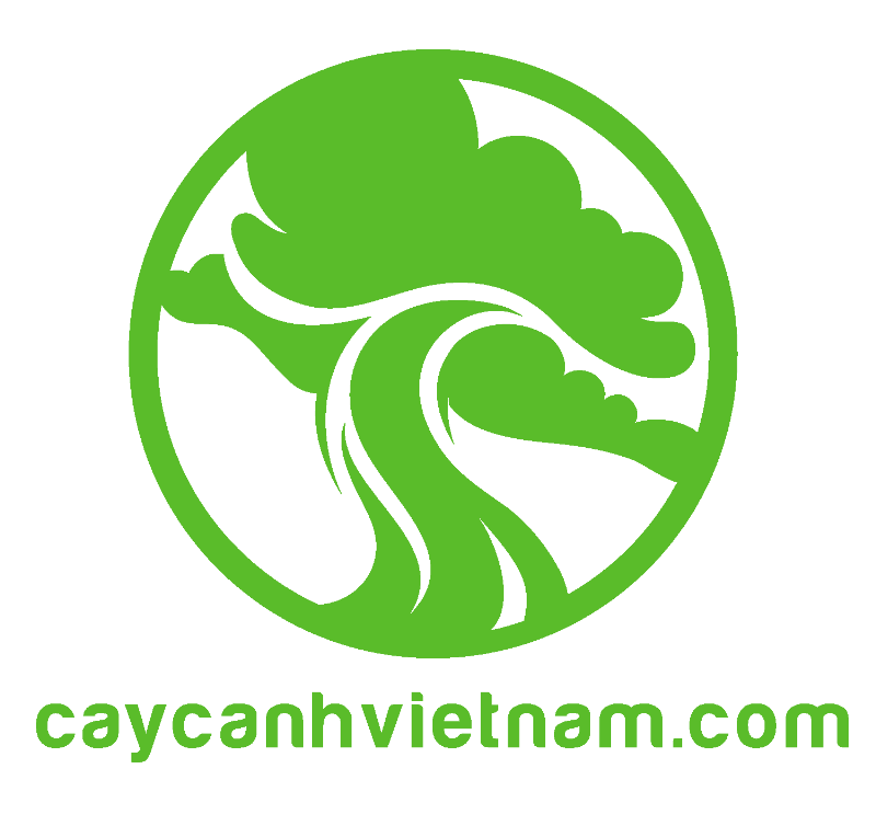 Nhân Giống Cây Linh Sam