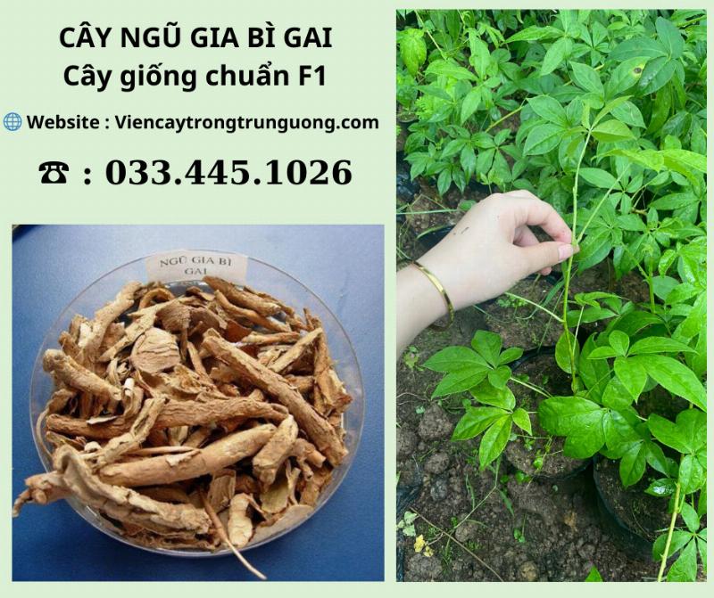 Nhân Giống Cây Ngũ Gia Bì Cẩm Thạch