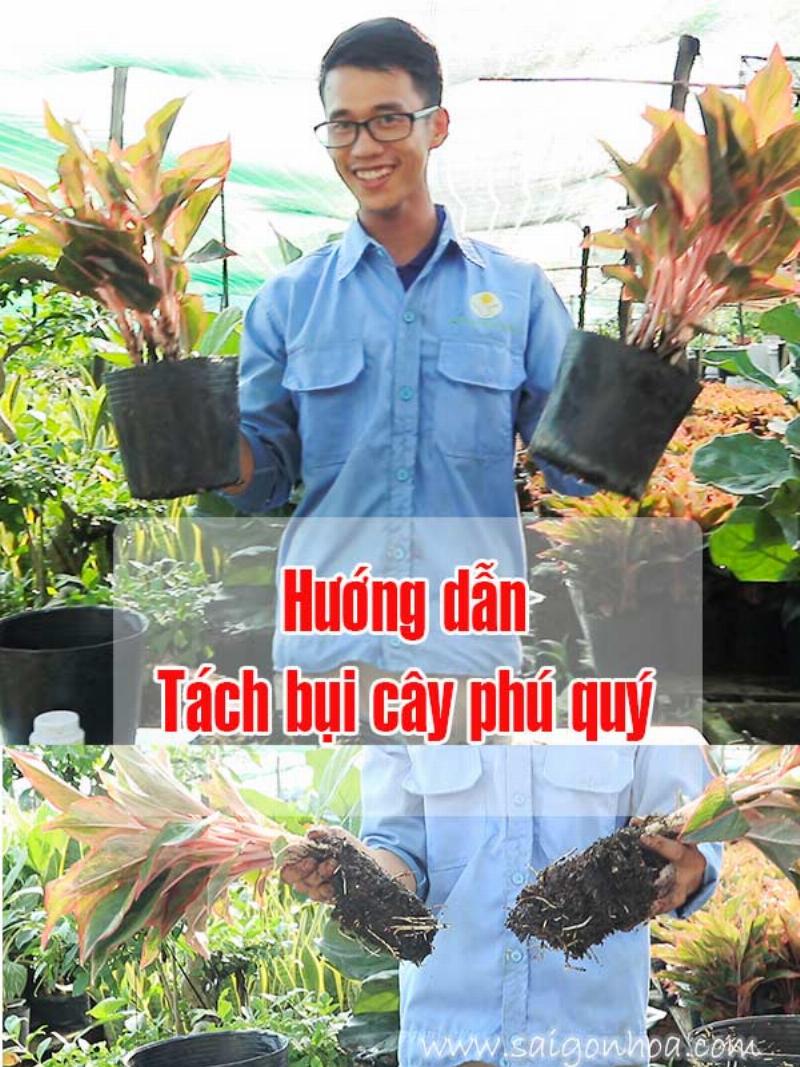 Nhân giống cây phú quý