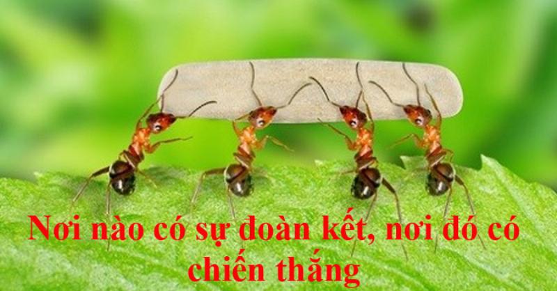 Những câu nói hay về đoàn kết trong cuộc sống