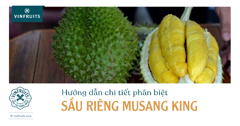 Phân biệt sầu riêng Musang King thật giả