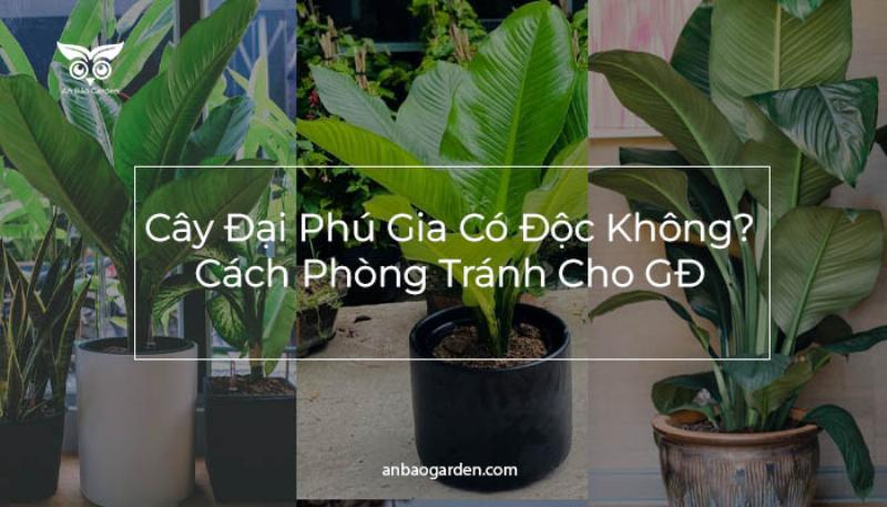 Phòng Ngừa Ngộ Độc Cây Đại Phú Gia