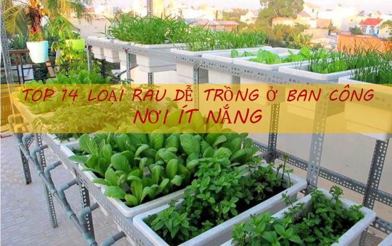 Các loại rau trồng ban công dễ chăm sóc