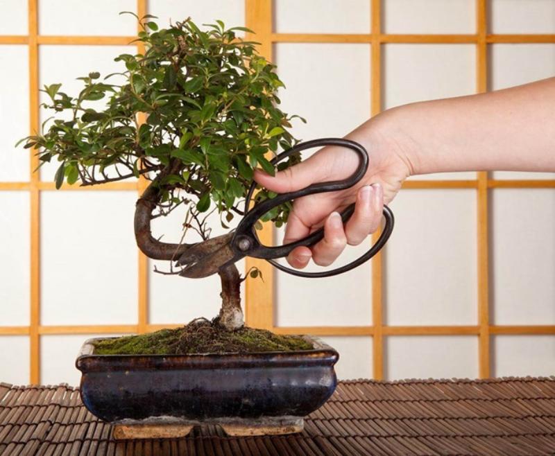 Tạo dáng bonsai