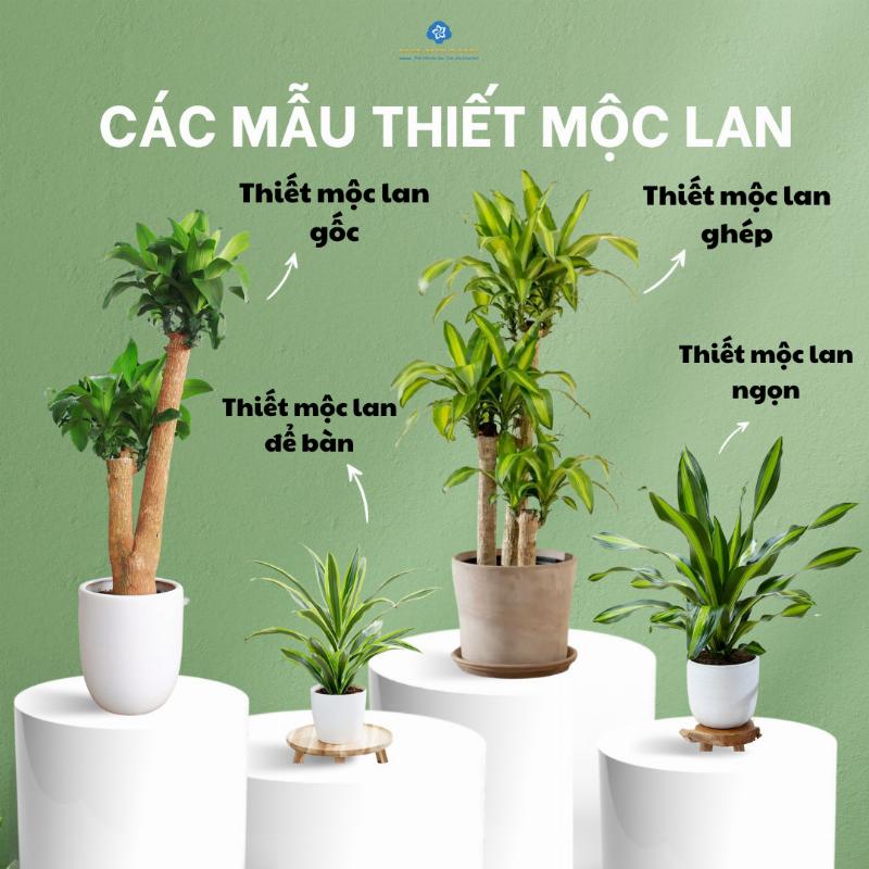 Thay Chậu Cho Cây Thiết Mộc Lan