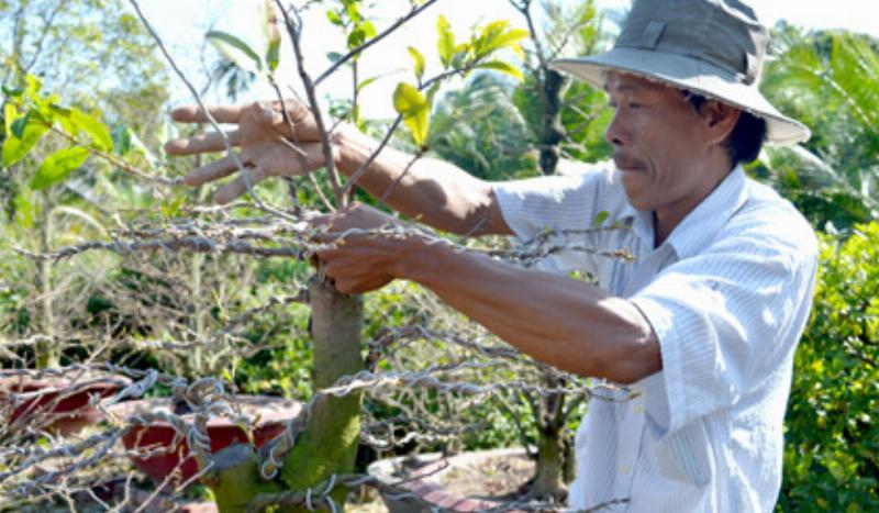 Thời điểm tỉa cành mai vàng