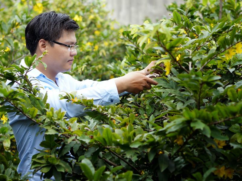 Tỉa cành tạo dáng mai vàng