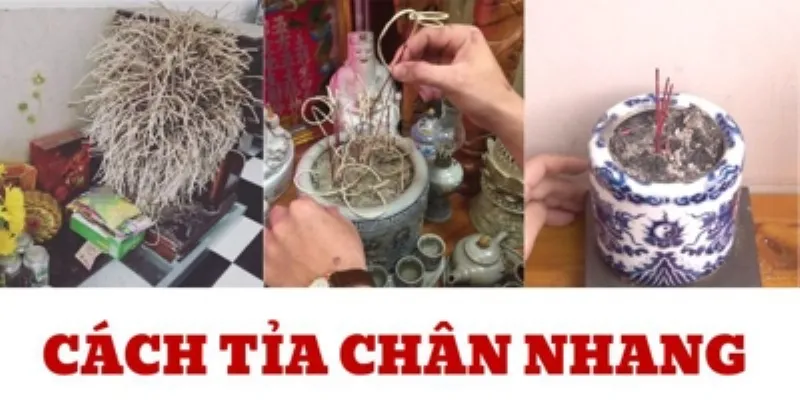 Có Nên Tỉa Chân Nhang Tại Nhà?