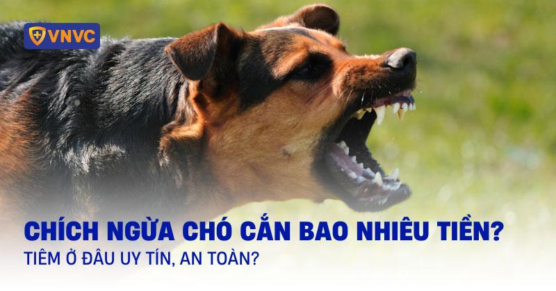 Tiêm phòng cho mèo tại phòng khám uy tín