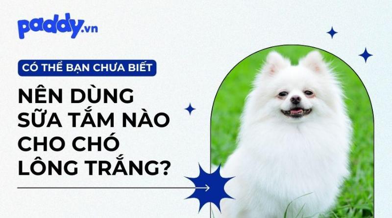 Tiêu chí chọn sữa tắm cho chó lông trắng