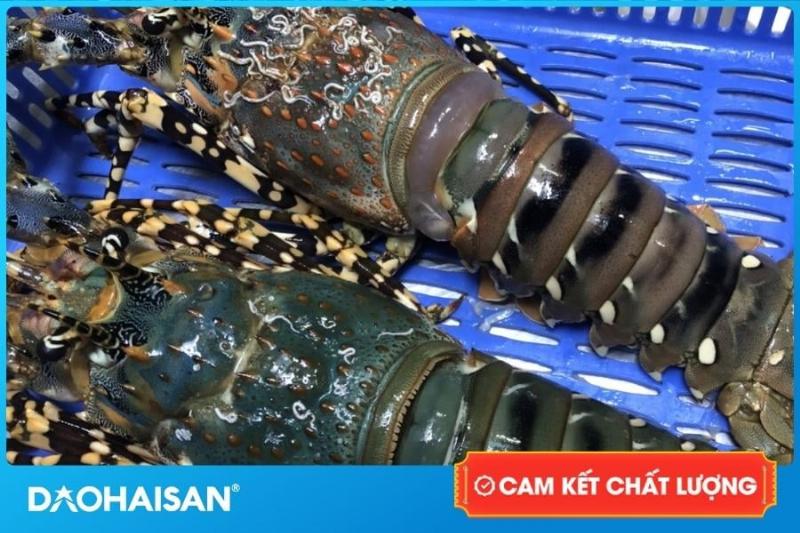 Các món ăn từ tôm hùm bông và tôm hùm xanh