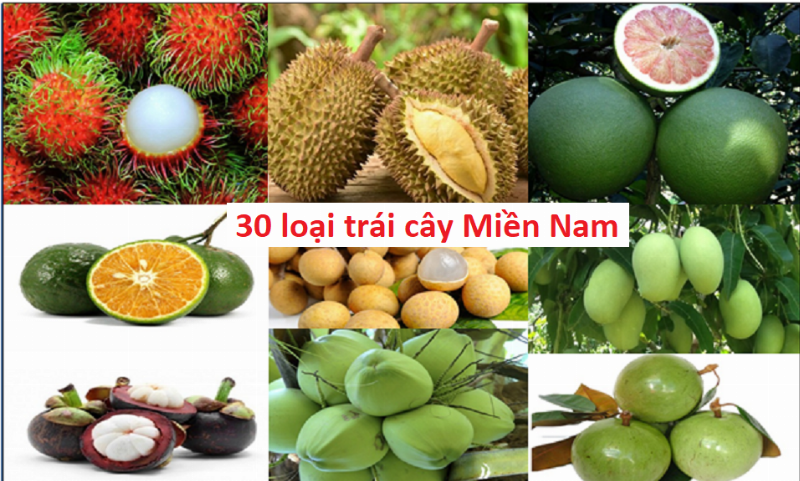 Trái cây miền Nam chín mọng mùa hè