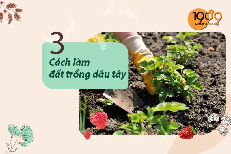 Trộn đất trồng dâu tây