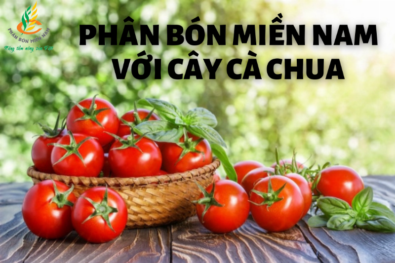 Trồng cà chua mùa khô miền Nam