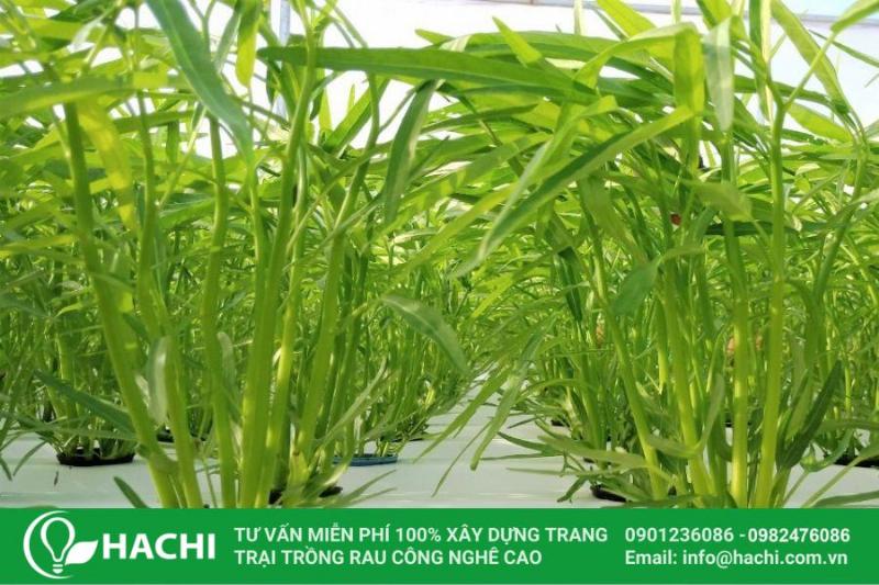 Trồng rau thủy canh bằng chai nhựa: Giải pháp xanh