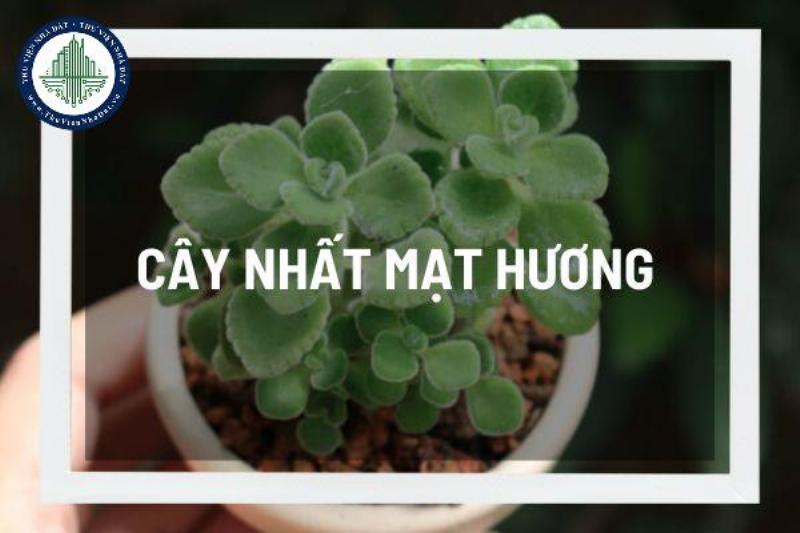 Ứng dụng của cây nhất mạt hương trong đời sống