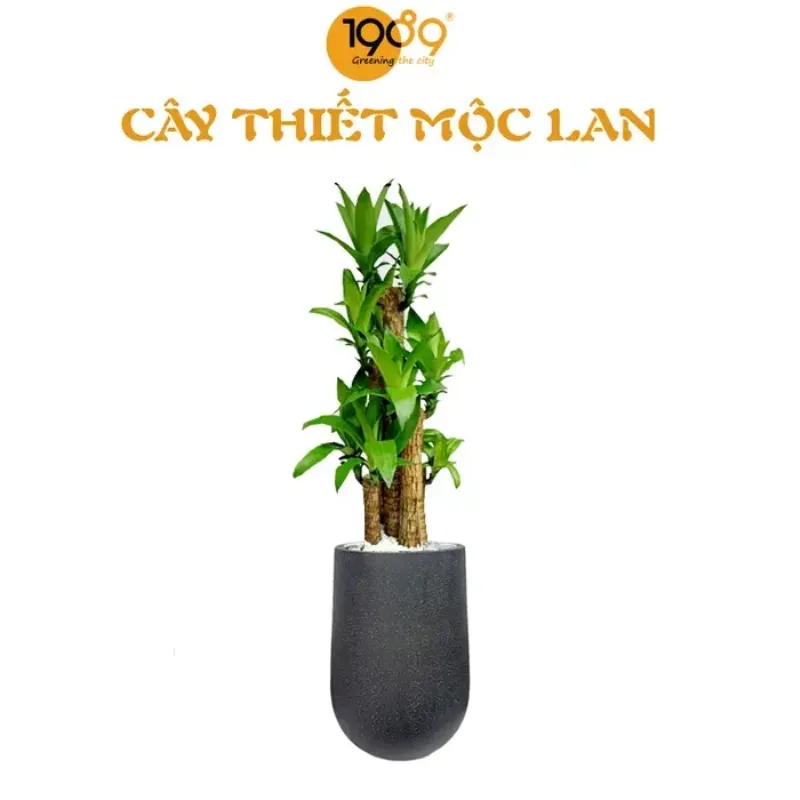 Vị Trí Đặt Cây Thiết Mộc Lan