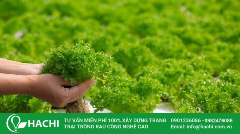 Xử lý vấn đề trồng rau thủy canh chai nhựa