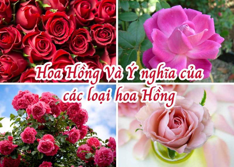 Ý Nghĩa Hoa Hồng