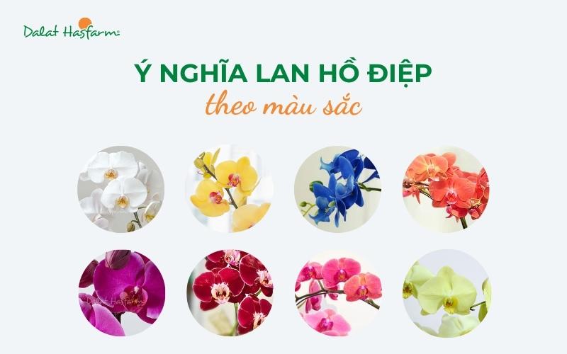 Ý Nghĩa Hoa Lan Theo Màu Sắc