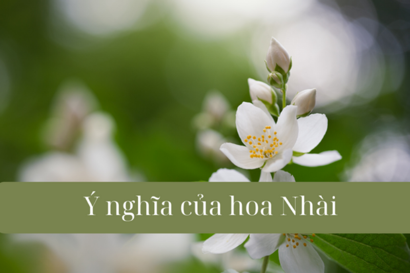 Ý nghĩa hoa nhài trắng trong văn hóa Việt