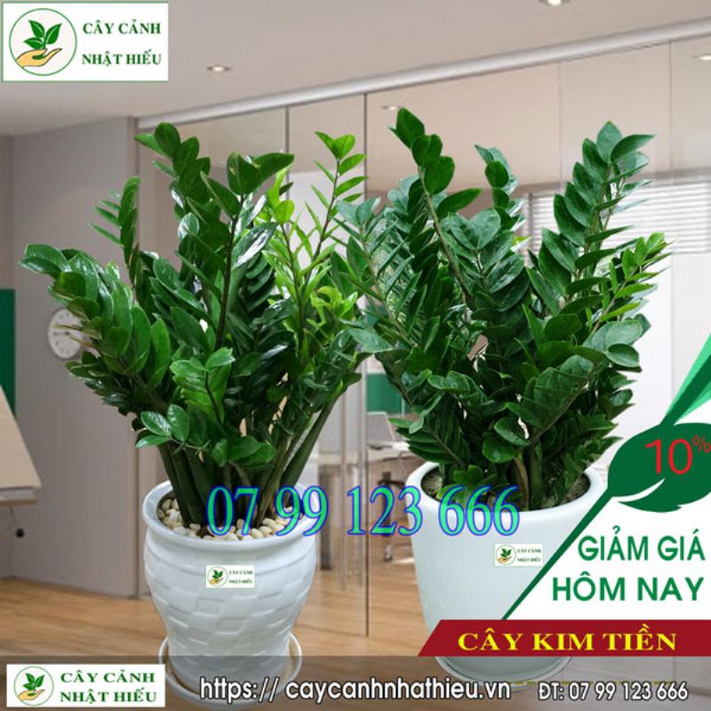 Cây Kim Tiền Hợp Tuổi Thìn