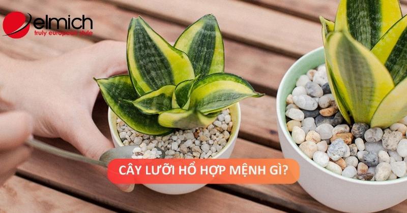 Cây Lưỡi Hổ trong Nhà Tuổi Thìn