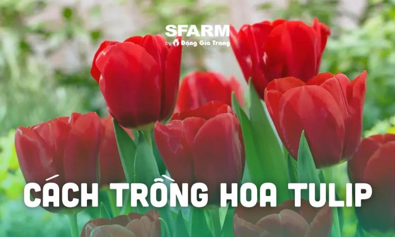 Chuẩn bị nguyên liệu cắm hoa tulip có củ