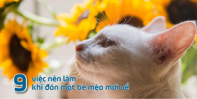 Mèo thích nghi với nhà mới