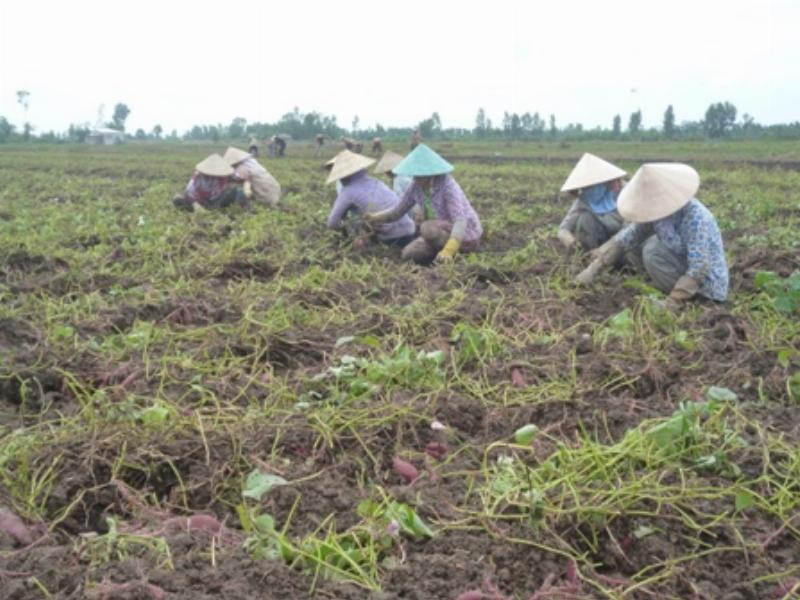 Phòng trừ sâu bệnh khoai lang