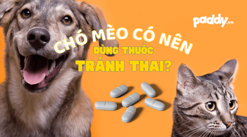 Tác Dụng Phụ Thuốc Triệt Sản Chó Cái