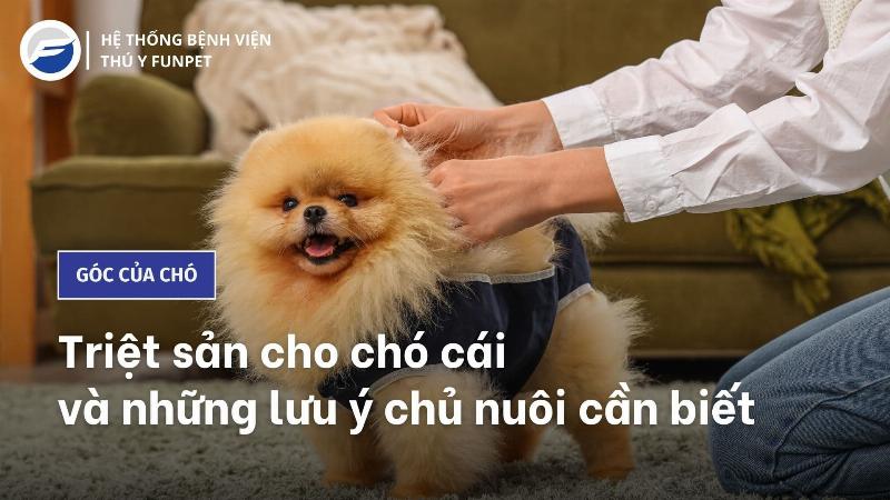 Thuốc Triệt Sản Chó Cái: Dụng Cụ Tiêm