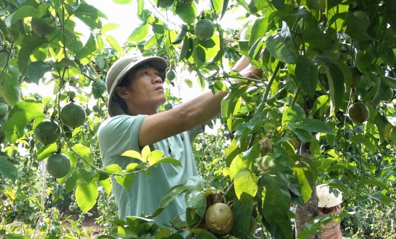 Tiềm năng xuất khẩu chanh dây Đắk Lắk