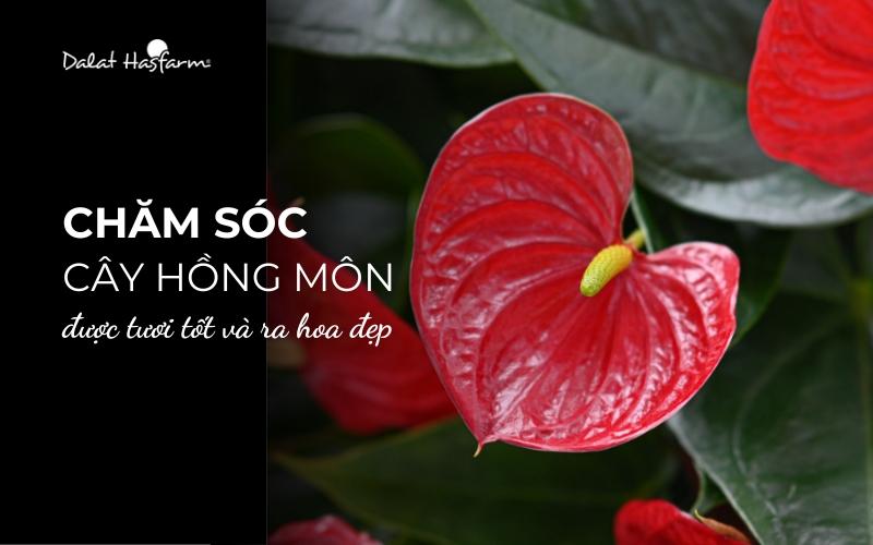 Tưới nước cho cây hồng môn đúng cách